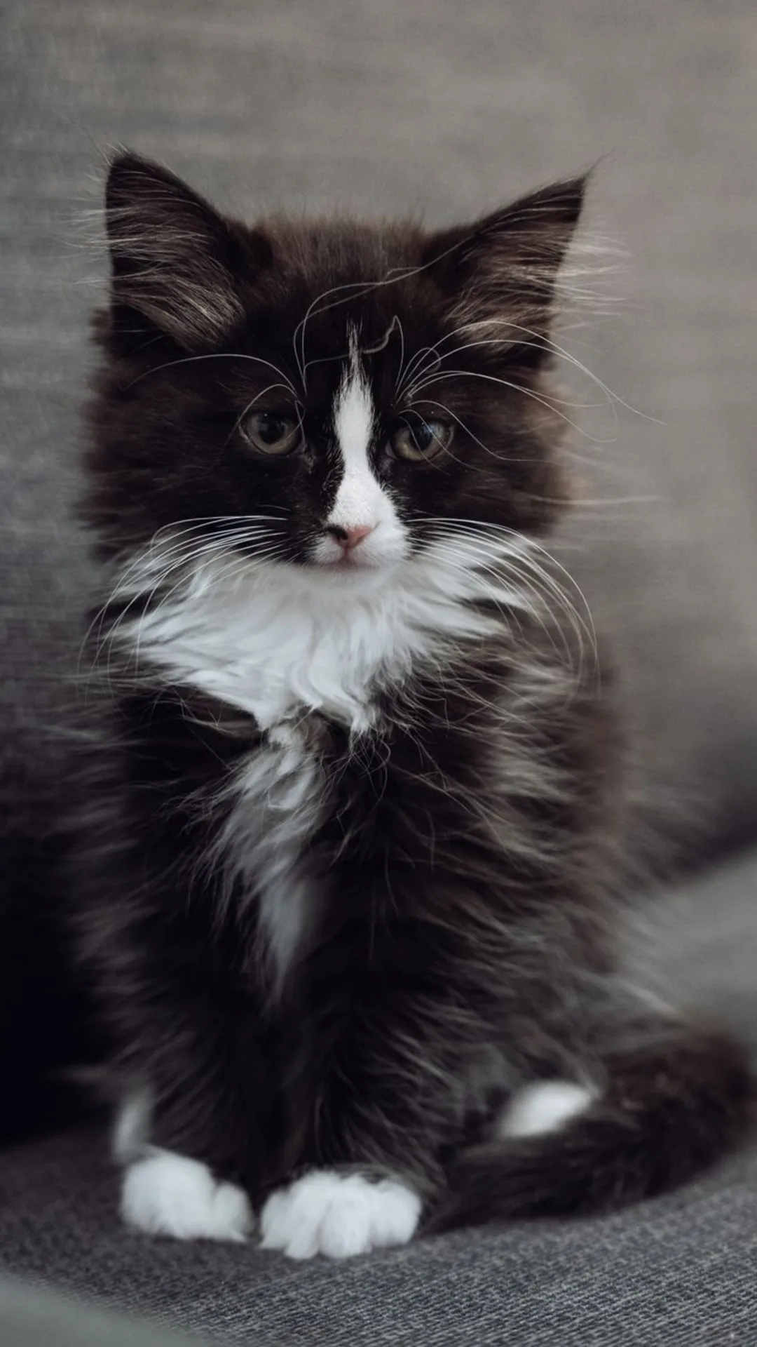 Cute long-haired black and white kitten sitting on a gray couch, looking curious and alert.