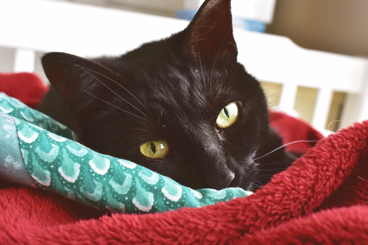 A black cat with yellow eyes curled in a red blanket, looking at the camera