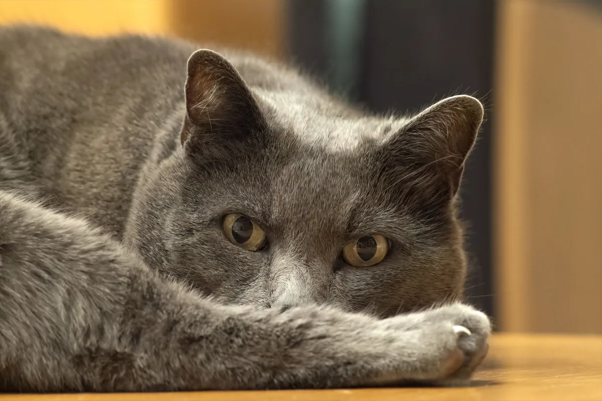 A gray cat lying on a wooden table, chin on its paw, amber eyes on the camera