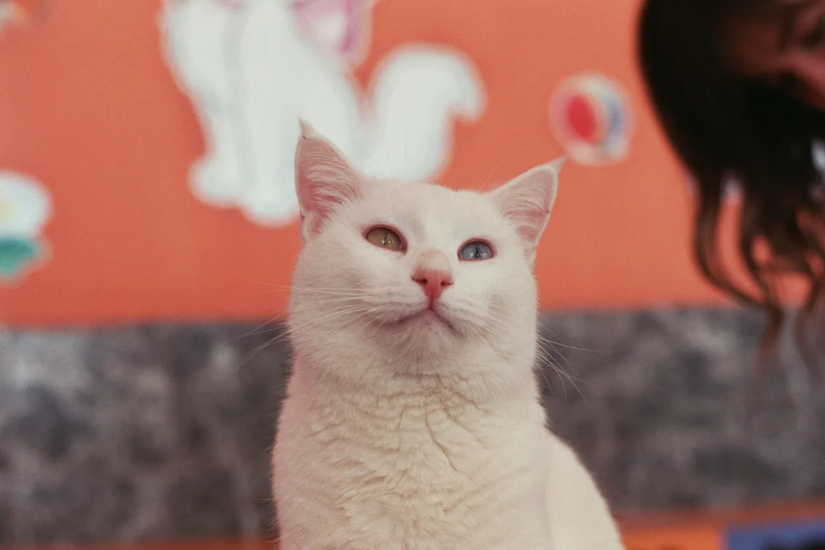 A white cat with one blue and one amber eye sitting in front of an orange wall