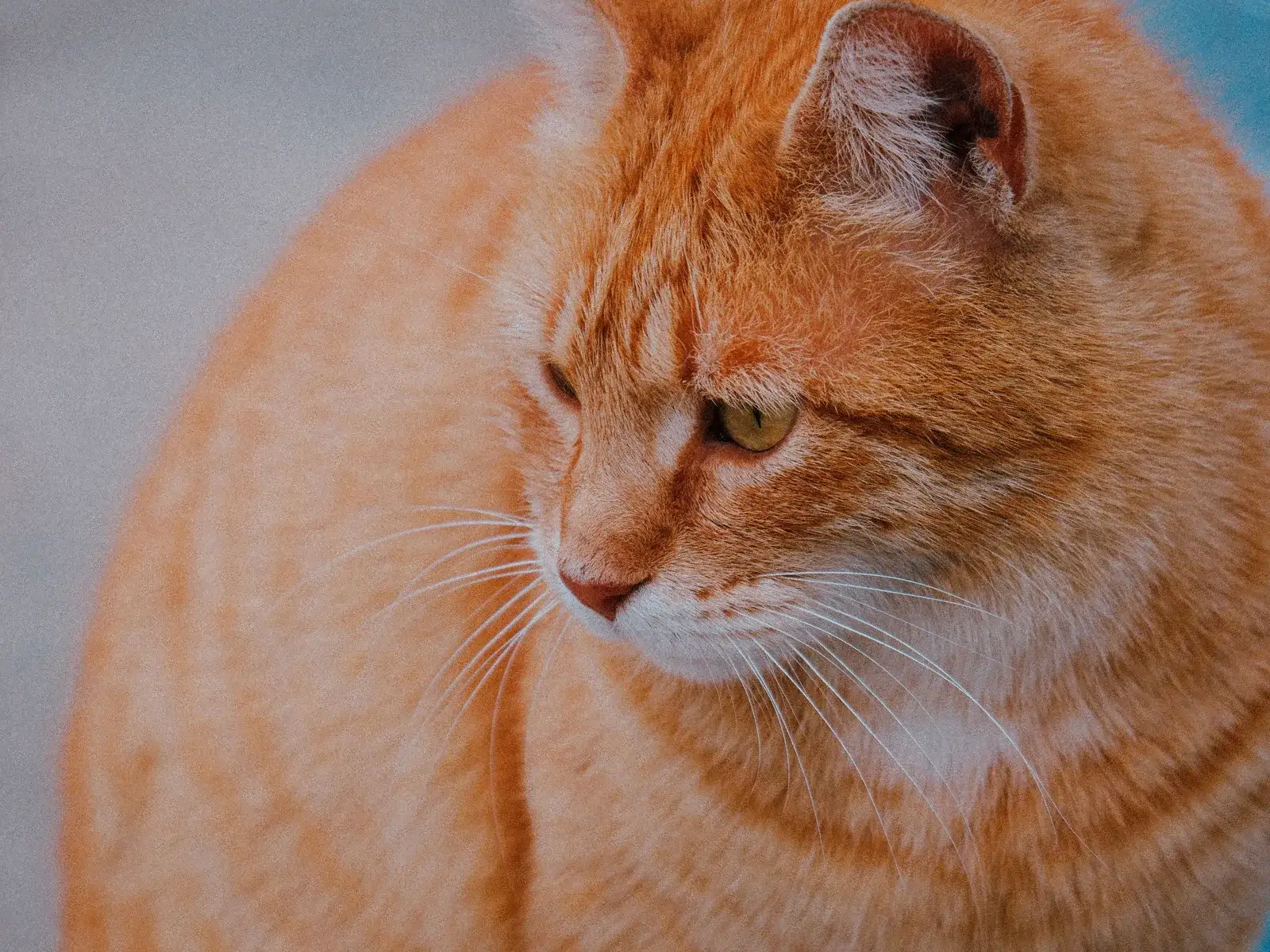 Orange tabby cat in warm light, the mackerel stripes visible on the head and shoulder