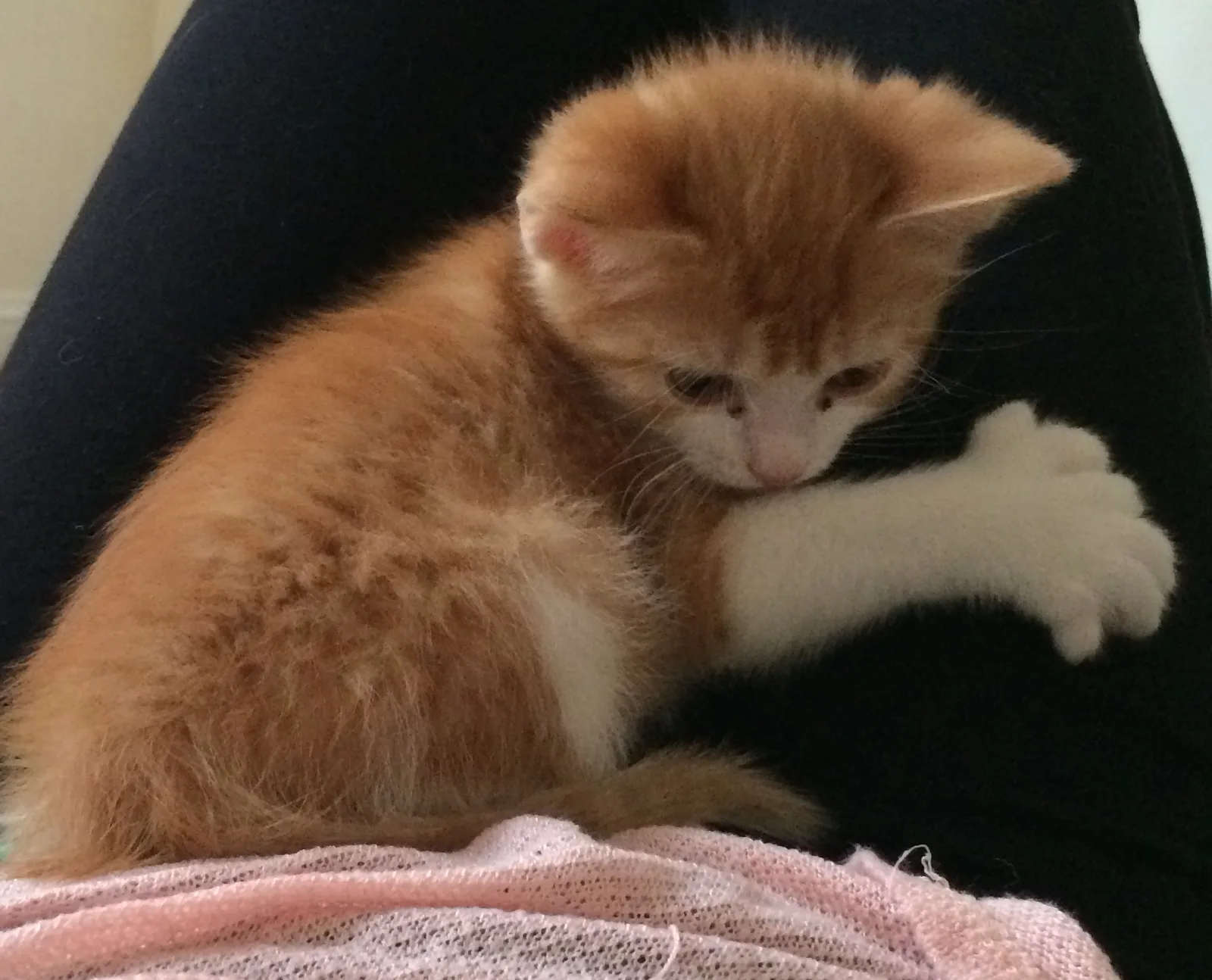 A fluffy red-and-white Maine Coon kitten curled on someone's lap, one white front paw stretched out to show its extra toes.