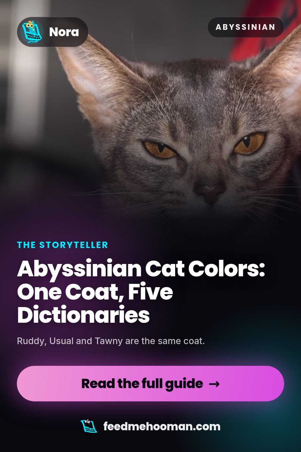 Abyssinian Cat Colors: One Coat, Five Dictionaries