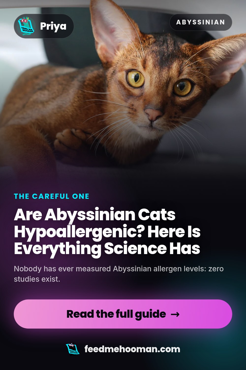 Are Abyssinian Cats Hypoallergenic? Here Is Everything Science Has