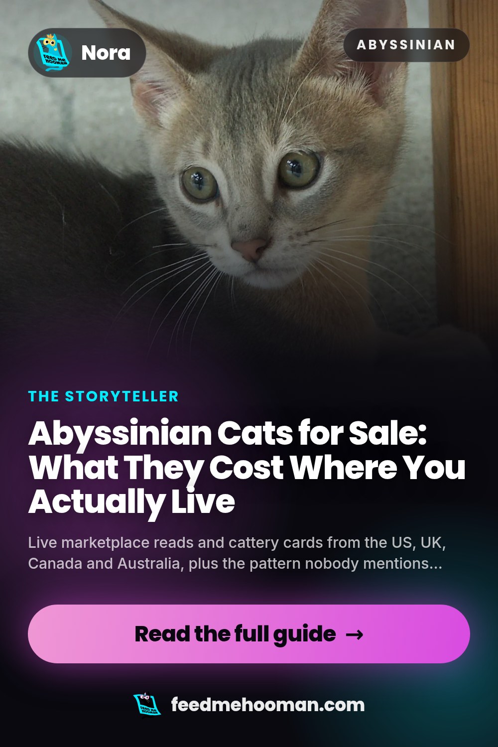 Abyssinian Cats for Sale: What They Cost Where You Actually Live
