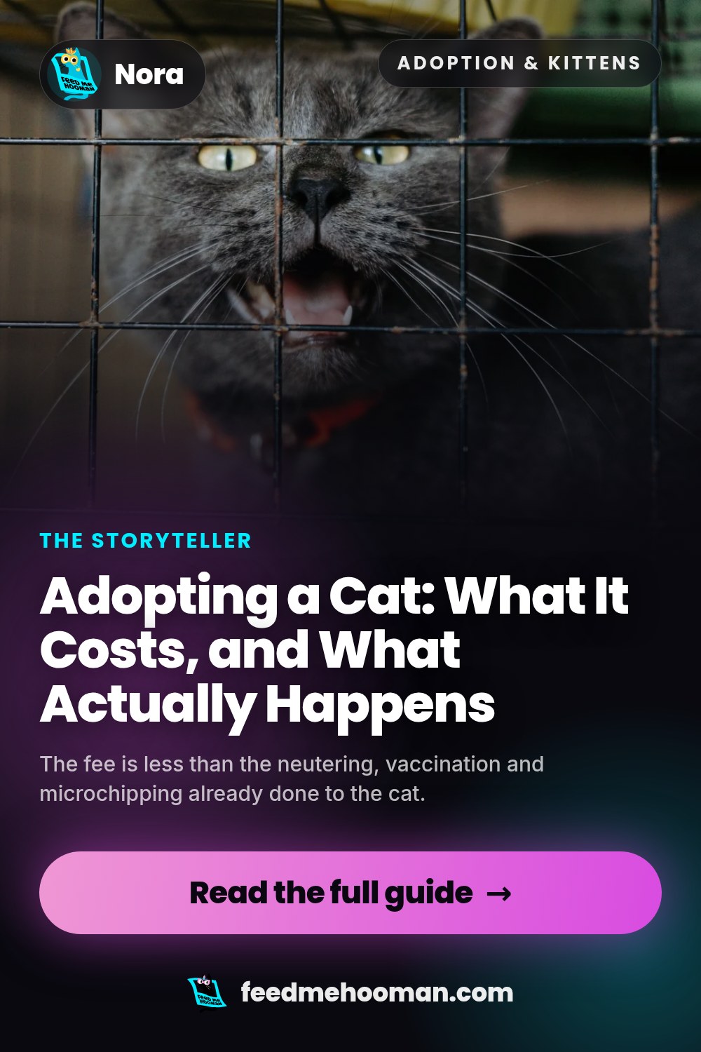 Adopting a Cat: What It Costs, and What Actually Happens