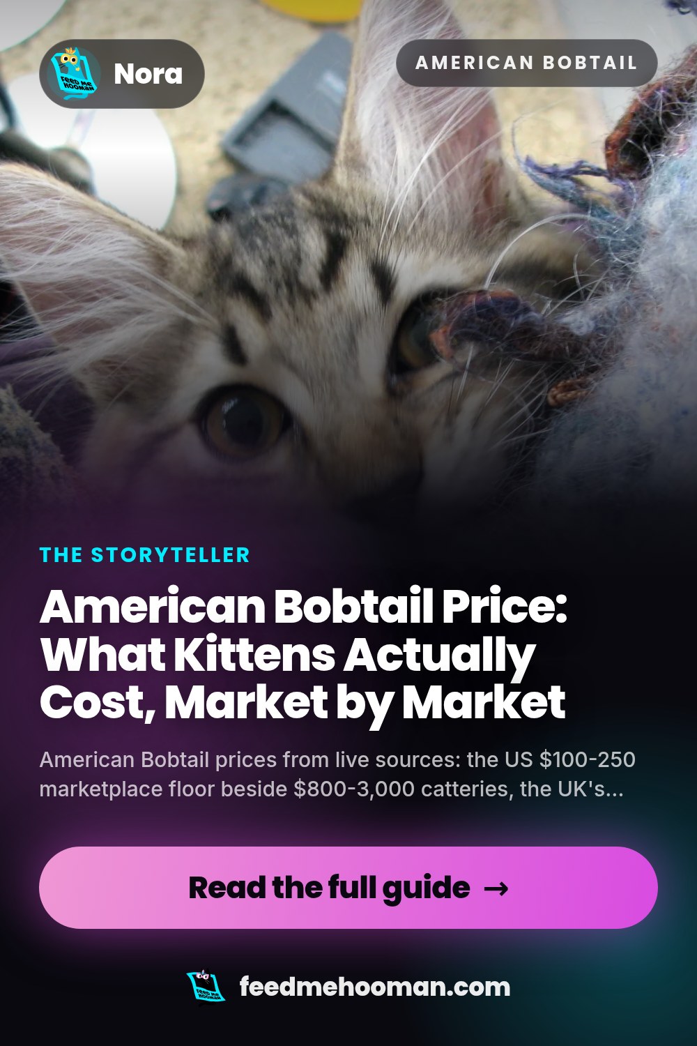 American Bobtail Price: What Kittens Actually Cost, Market by Market