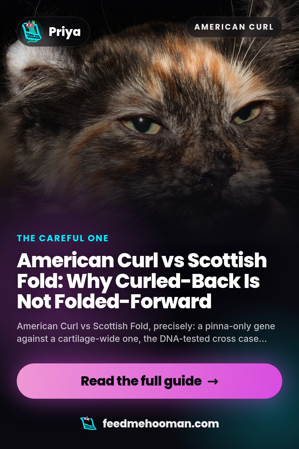 American Curl vs Scottish Fold: Why Curled-Back Is Not Folded-Forward