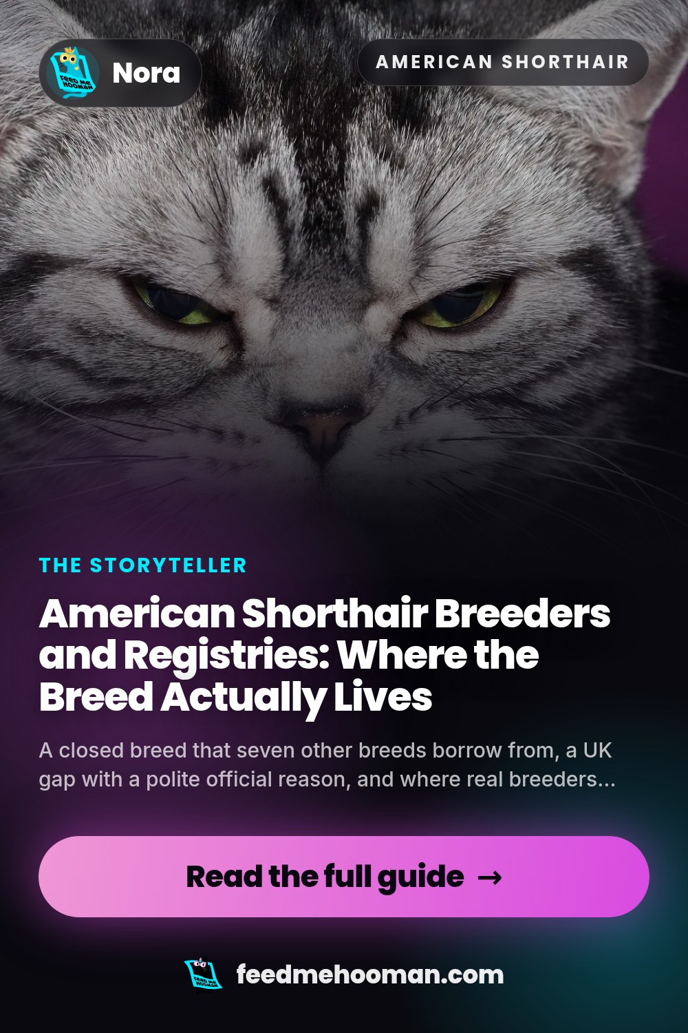 American Shorthair Breeders and Registries: Where the Breed Actually Lives