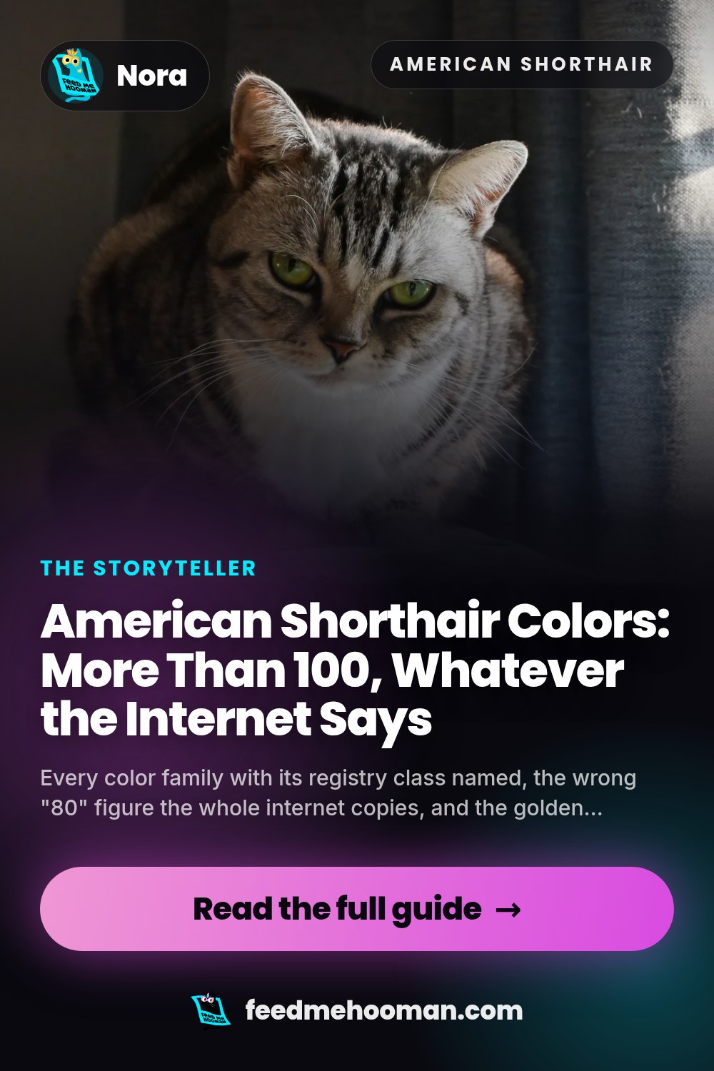 American Shorthair Colors: More Than 100, Whatever the Internet Says