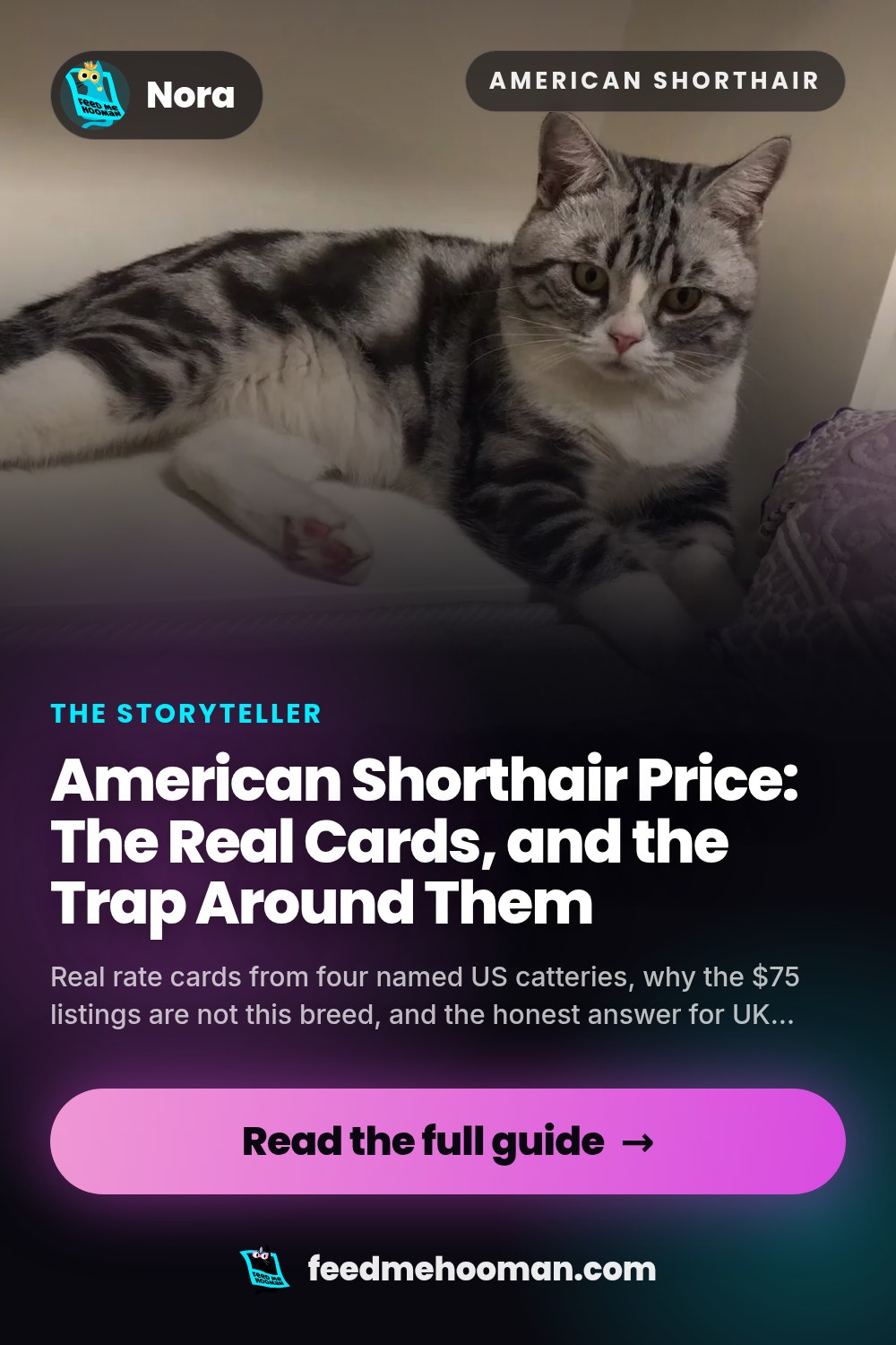 American Shorthair Price: The Real Cards, and the Trap Around Them