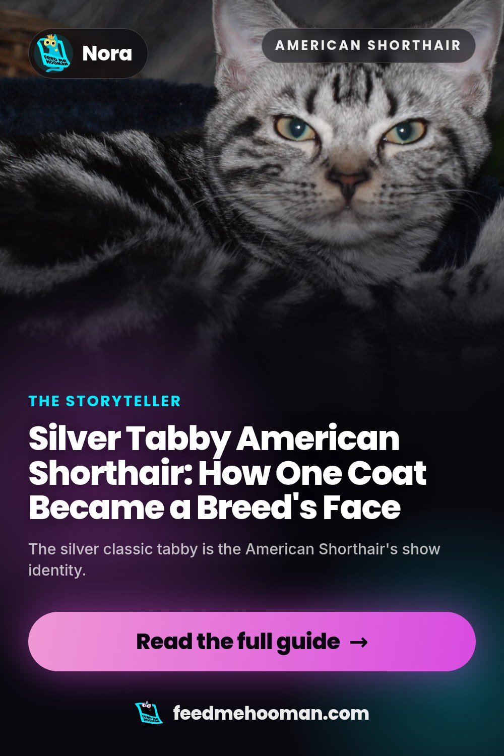 Silver Tabby American Shorthair: How One Coat Became a Breed's Face