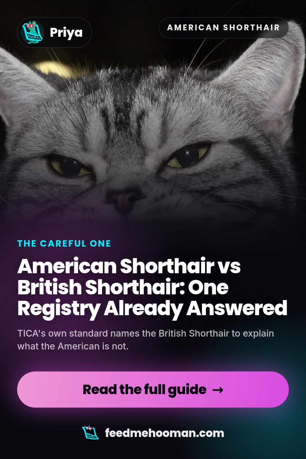 American Shorthair vs British Shorthair: One Registry Already Answered