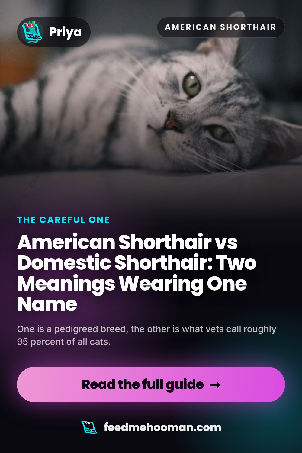 American Shorthair vs Domestic Shorthair: Two Meanings Wearing One Name
