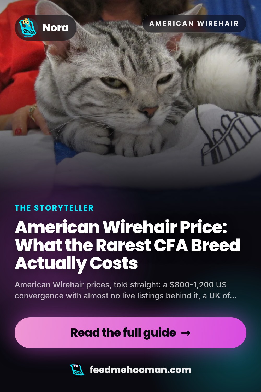 American Wirehair Price: What the Rarest CFA Breed Actually Costs