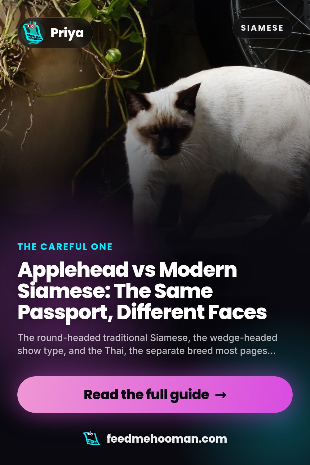Applehead vs Modern Siamese: The Same Passport, Different Faces