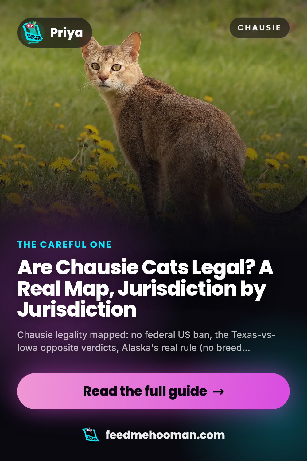 Are Chausie Cats Legal? A Real Map, Jurisdiction by Jurisdiction