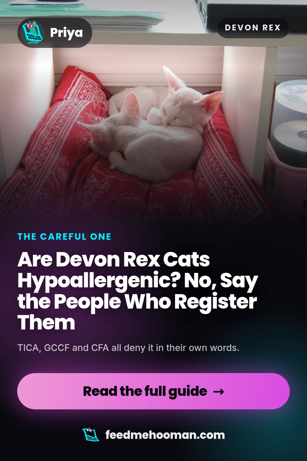 Are Devon Rex Cats Hypoallergenic? No, Say the People Who Register Them