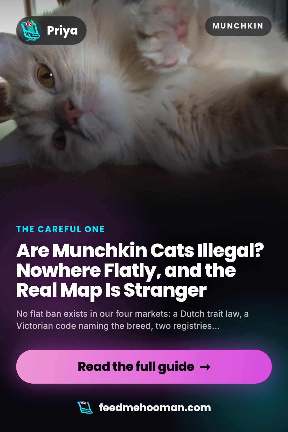Are Munchkin Cats Illegal? Nowhere Flatly, and the Real Map Is Stranger