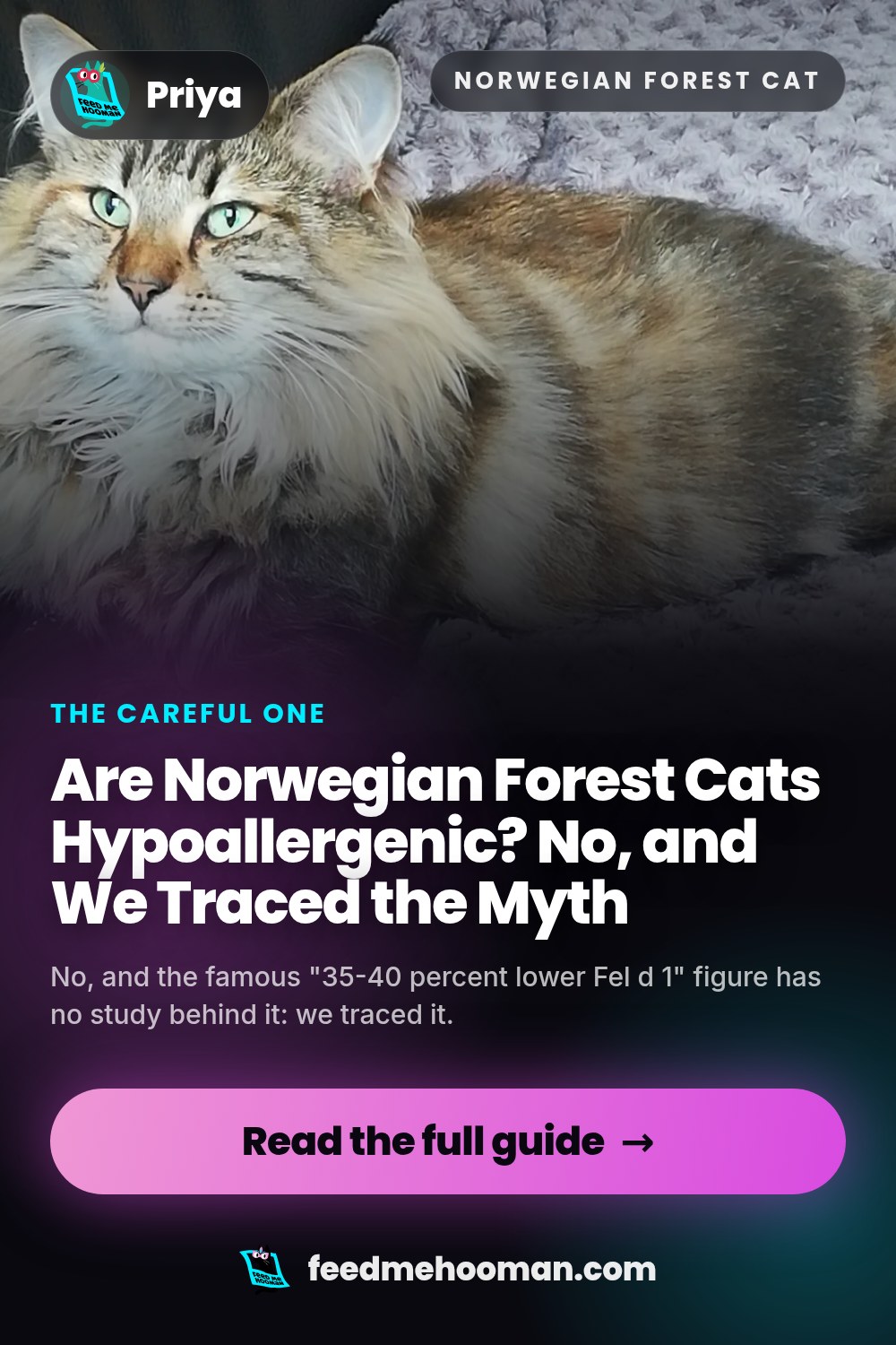 Are Norwegian Forest Cats Hypoallergenic? No, and We Traced the Myth