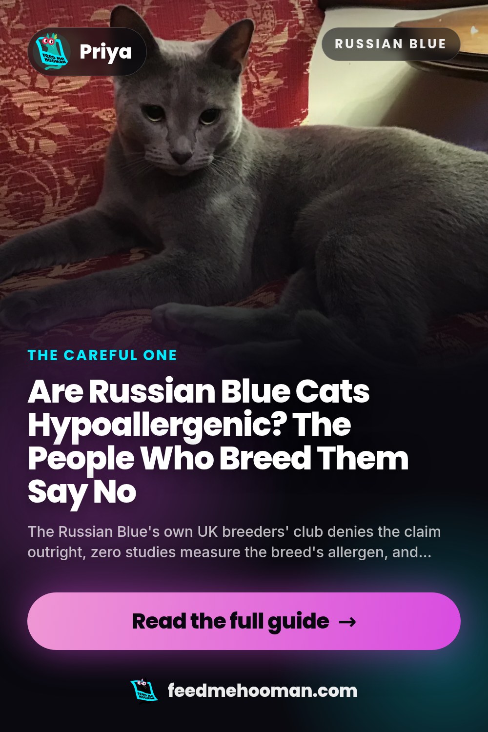 Are Russian Blue Cats Hypoallergenic? The People Who Breed Them Say No