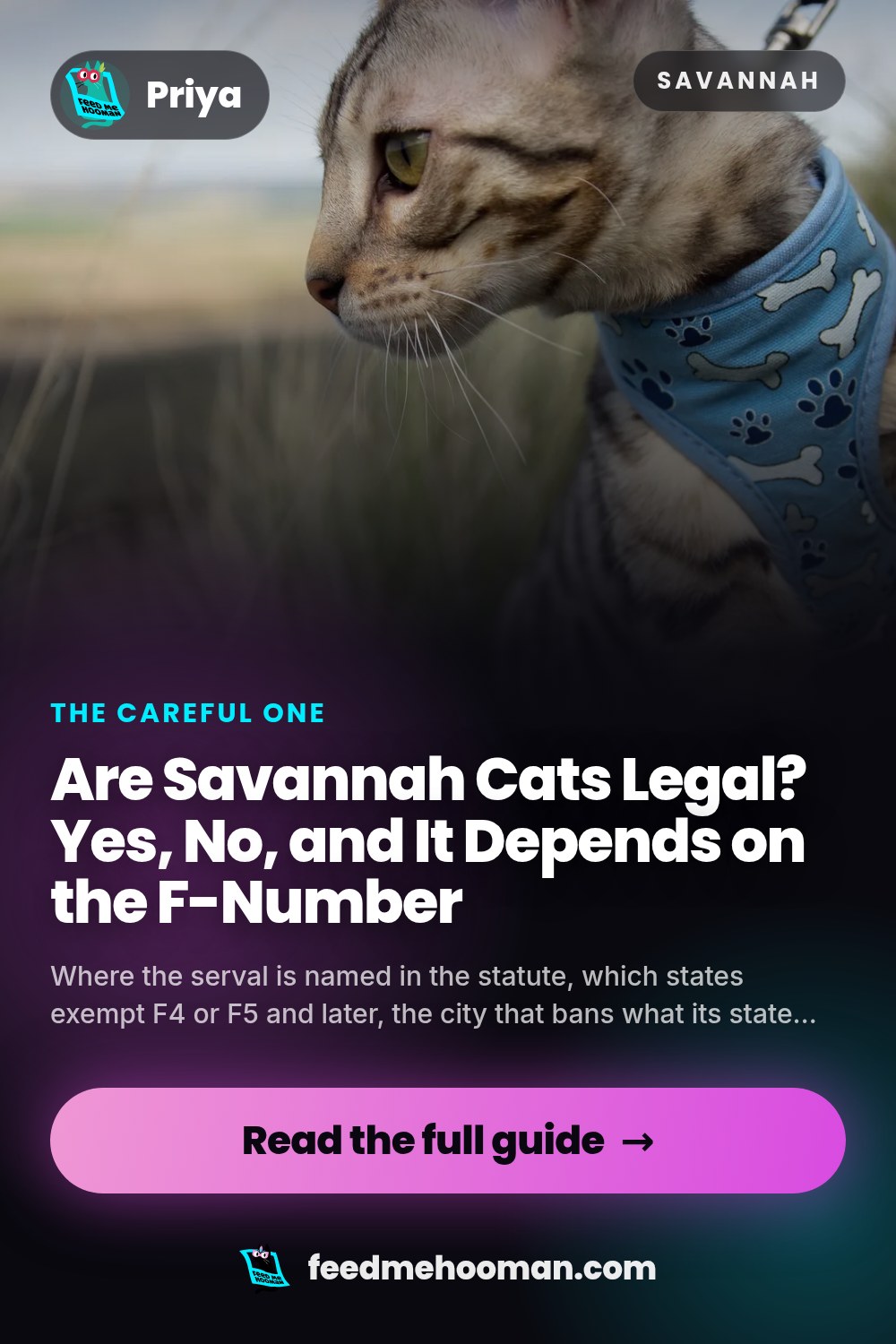 Are Savannah Cats Legal? Yes, No, and It Depends on the F-Number