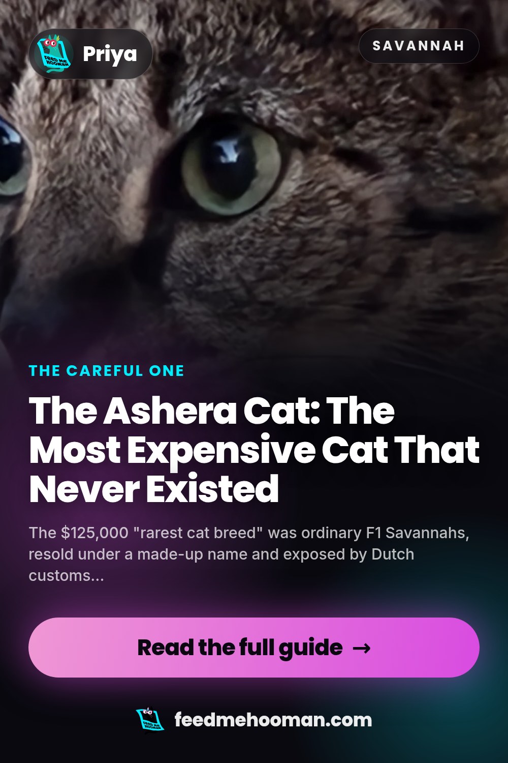 The Ashera Cat: The Most Expensive Cat That Never Existed