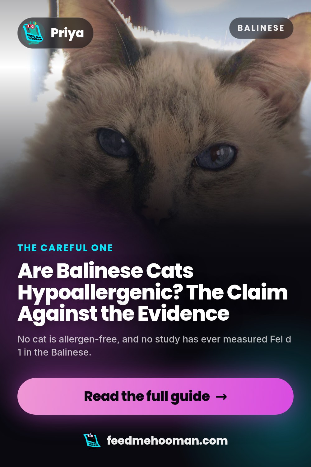 Are Balinese Cats Hypoallergenic? The Claim Against the Evidence