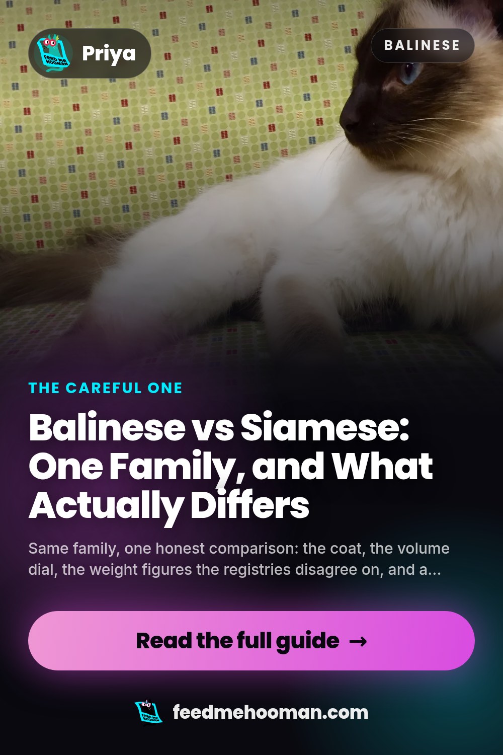 Balinese vs Siamese: One Family, and What Actually Differs