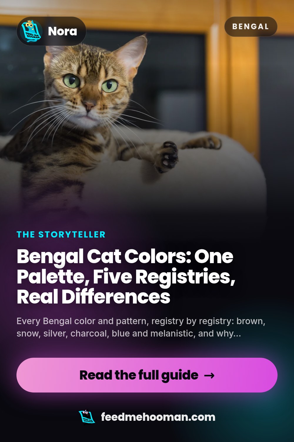 Bengal Cat Colors: One Palette, Five Registries, Real Differences