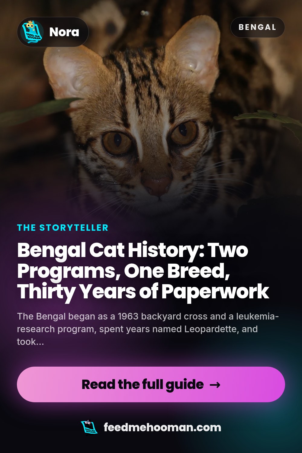 Bengal Cat History: Two Programs, One Breed, Thirty Years of Paperwork