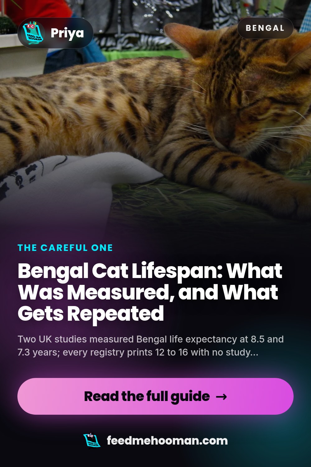 Bengal Cat Lifespan: What Was Measured, and What Gets Repeated