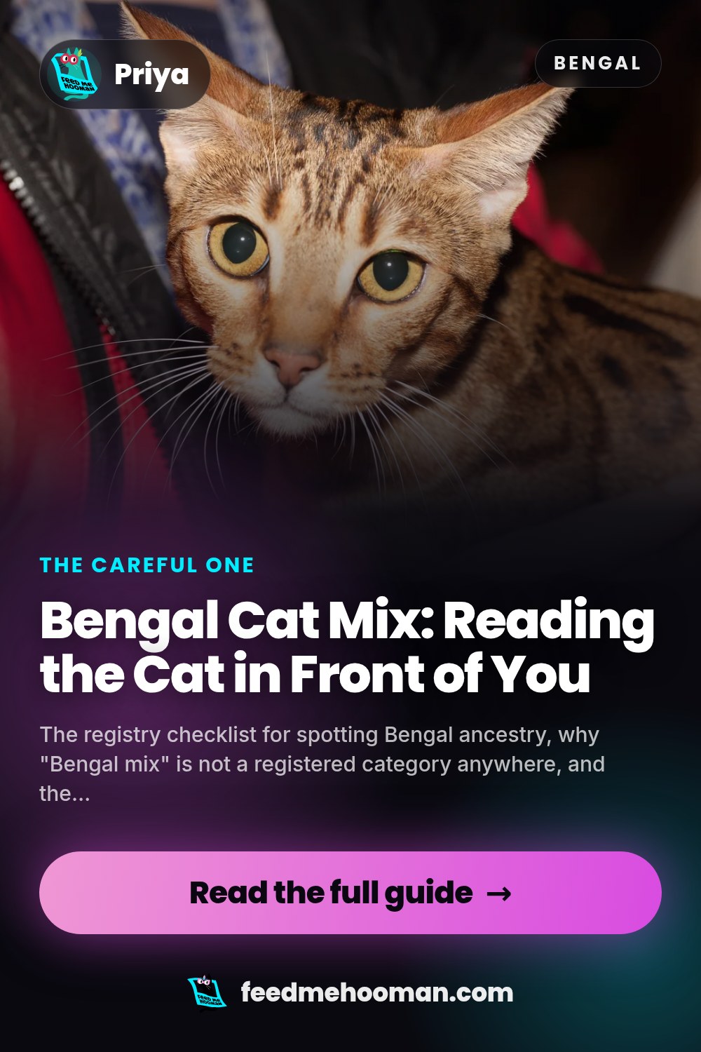 Bengal Cat Mix: Reading the Cat in Front of You