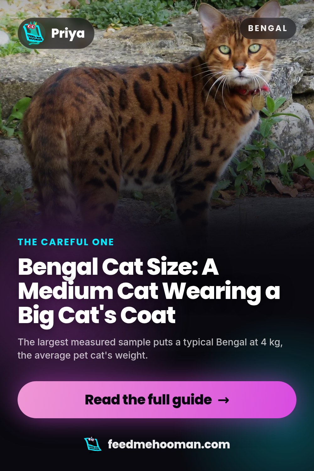 Bengal Cat Size: A Medium Cat Wearing a Big Cat's Coat