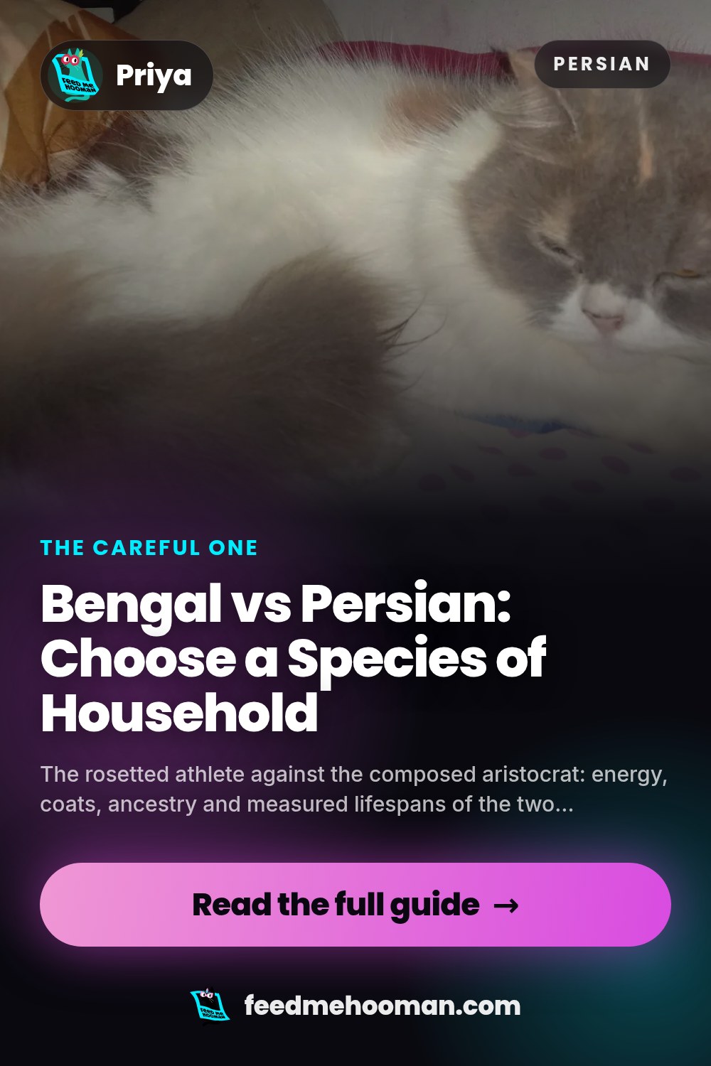 Bengal vs Persian: Choose a Species of Household