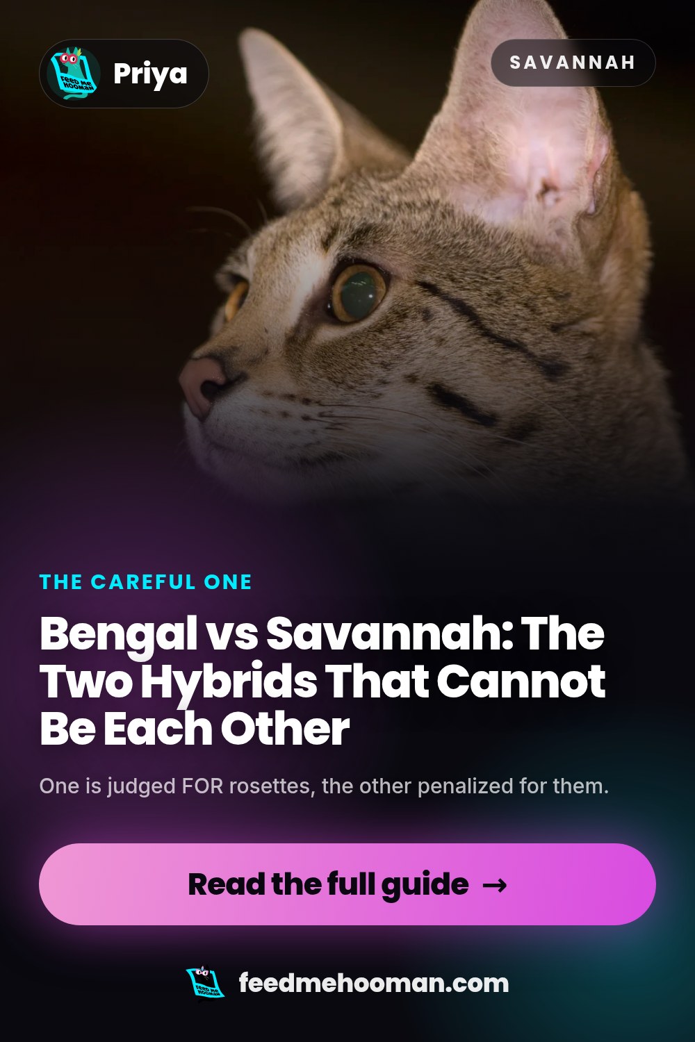 Bengal vs Savannah: The Two Hybrids That Cannot Be Each Other