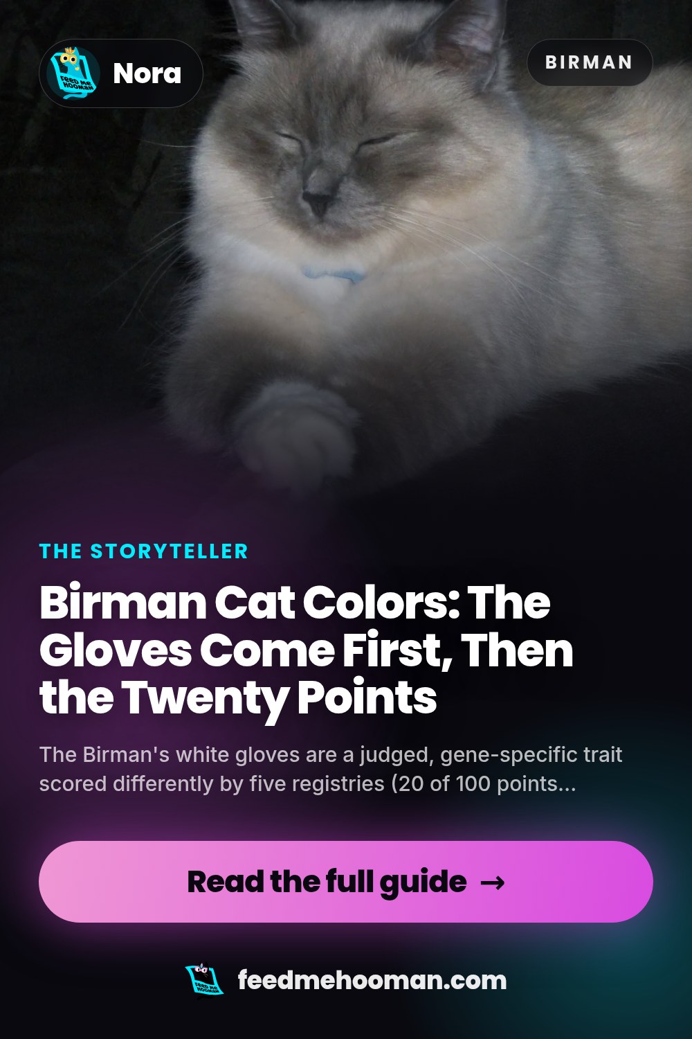 Birman Cat Colors: The Gloves Come First, Then the Twenty Points