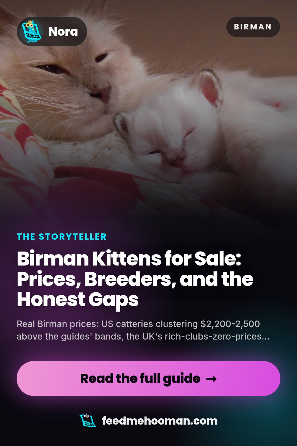 Birman Kittens for Sale: Prices, Breeders, and the Honest Gaps
