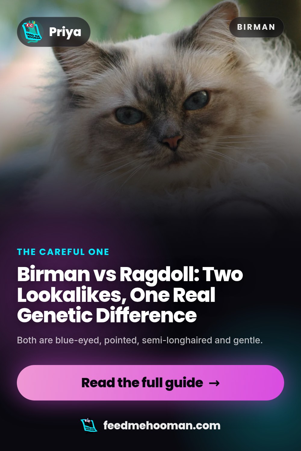 Birman vs Ragdoll: Two Lookalikes, One Real Genetic Difference