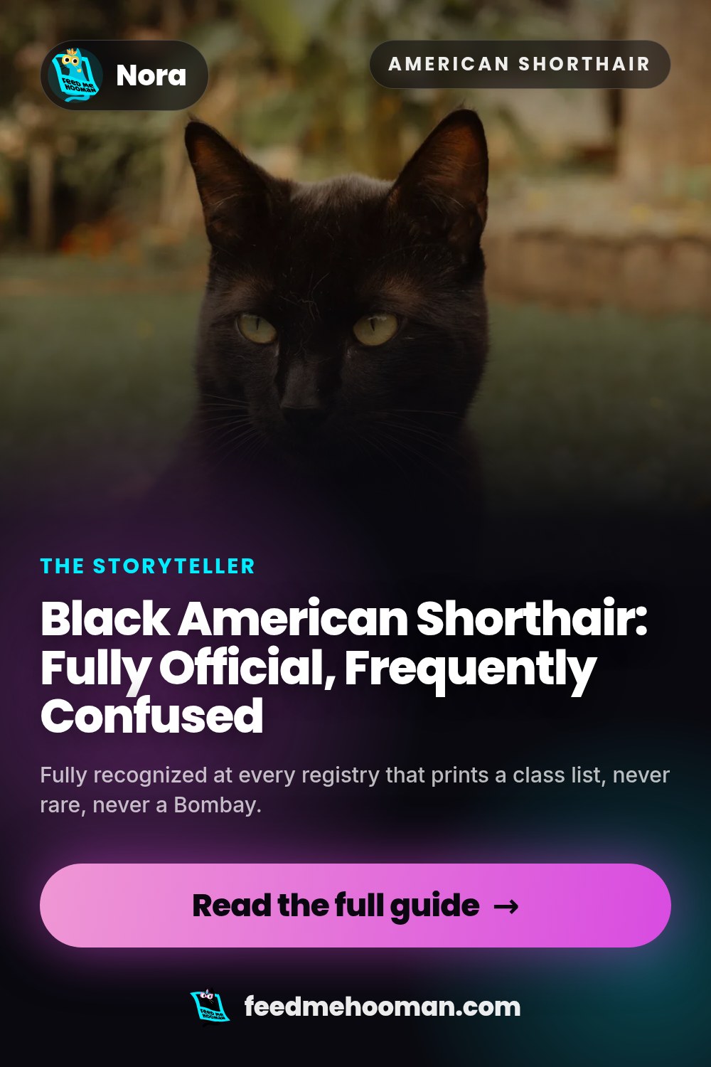 Black American Shorthair: Fully Official, Frequently Confused