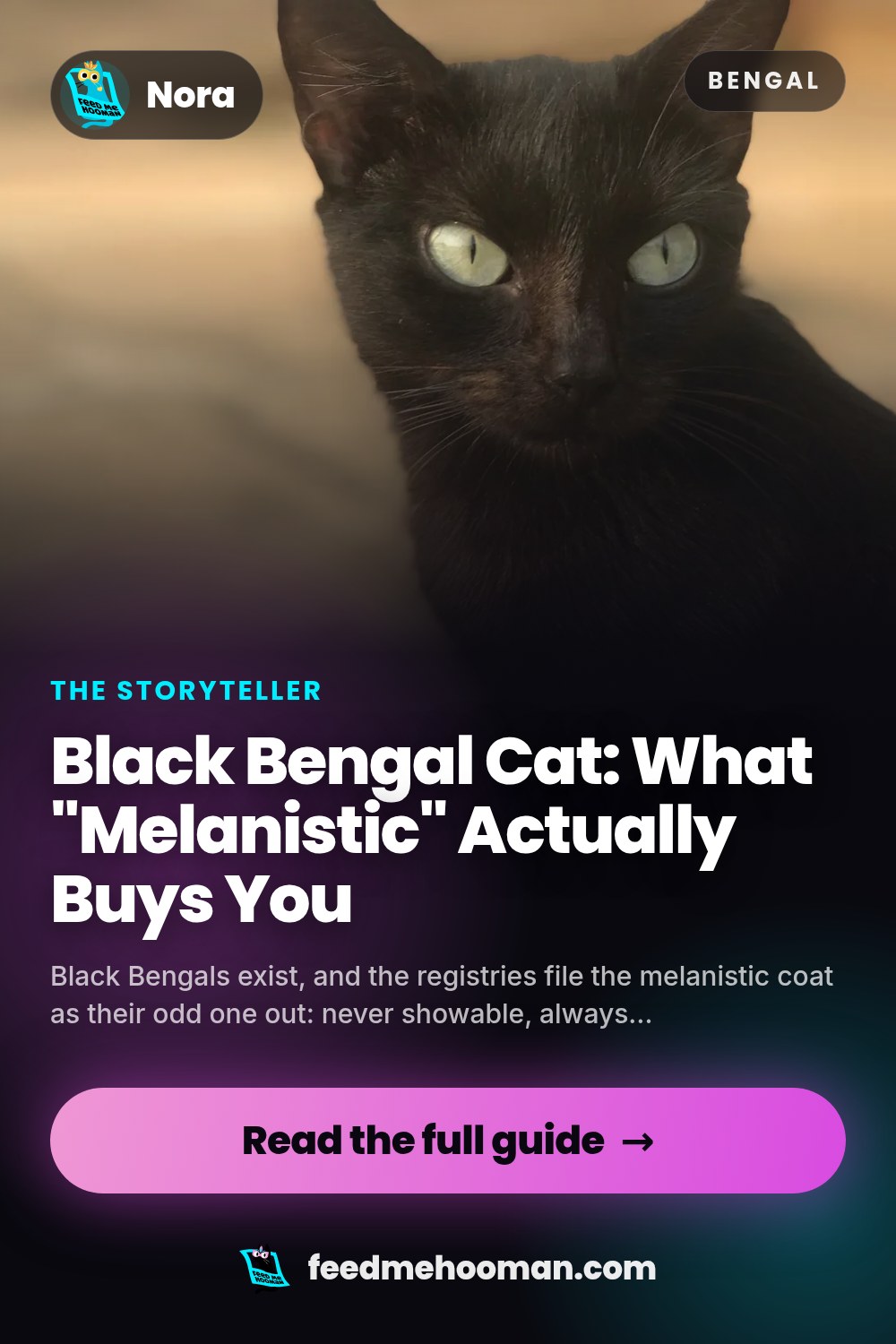 Black Bengal Cat: What "Melanistic" Actually Buys You