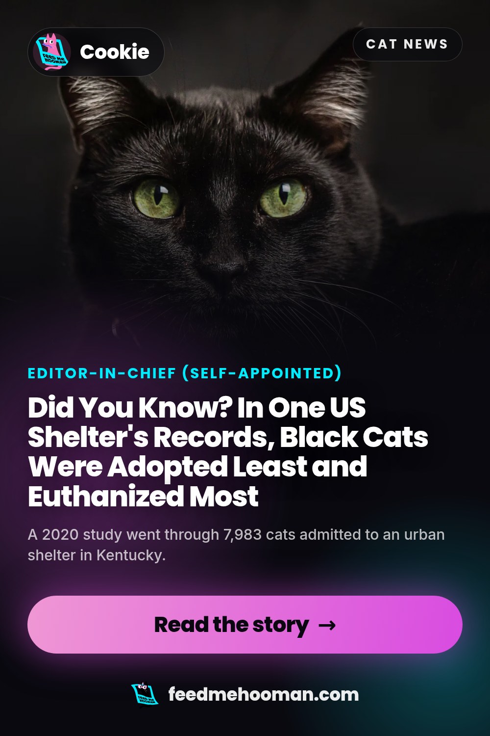 Did You Know? In One US Shelter's Records, Black Cats Were Adopted Least and Euthanized Most