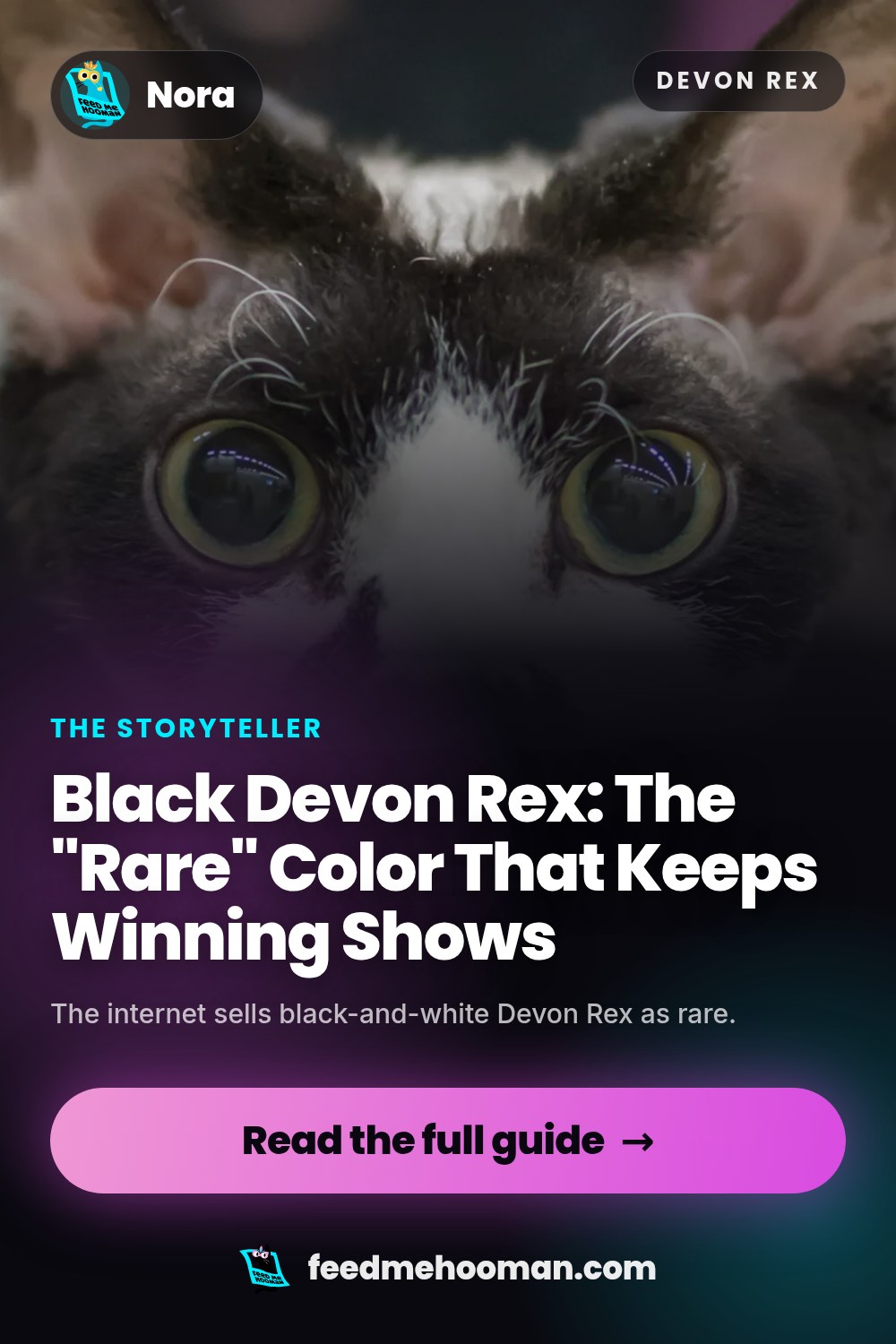 Black Devon Rex: The "Rare" Color That Keeps Winning Shows