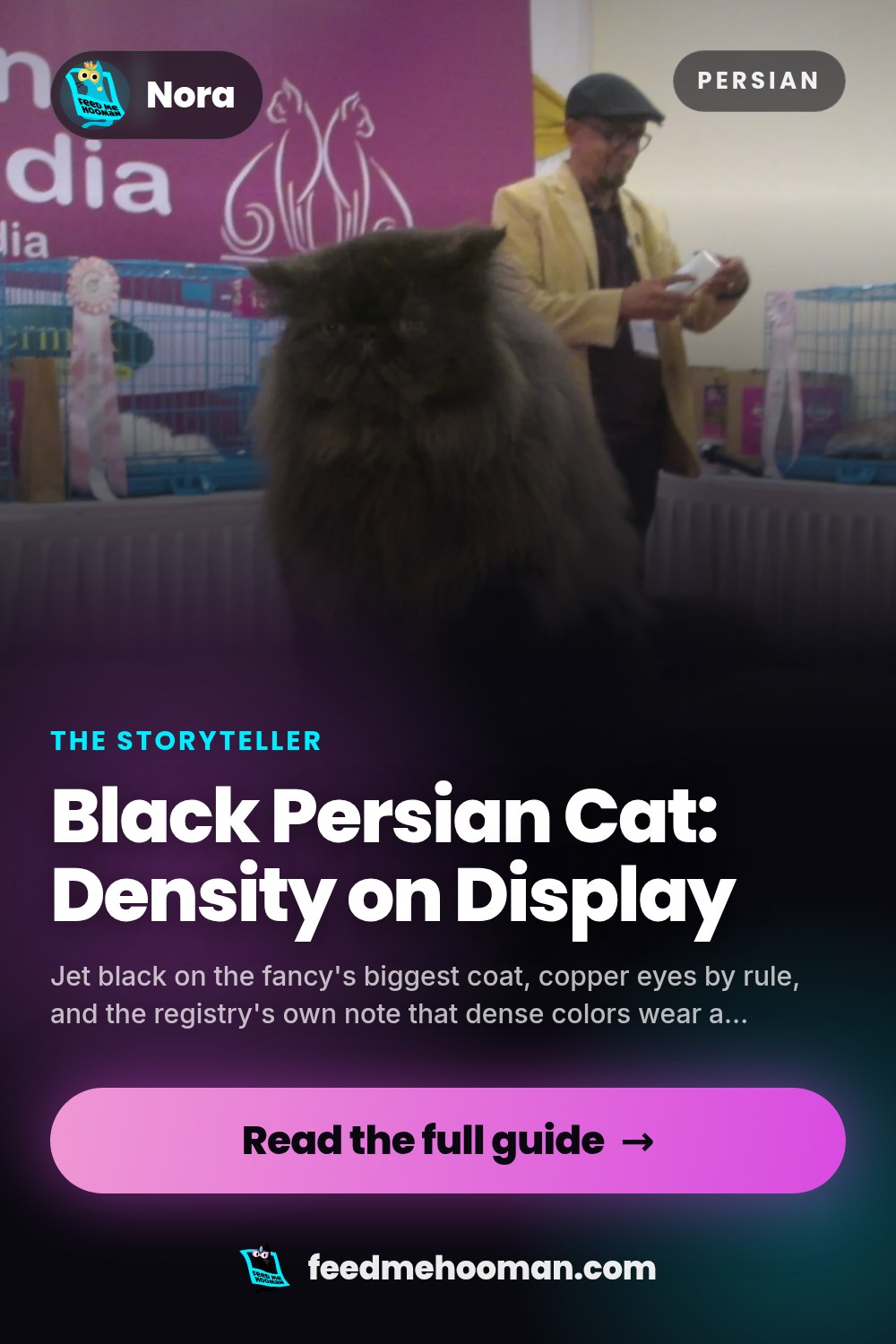 Black Persian Cat: Density on Display