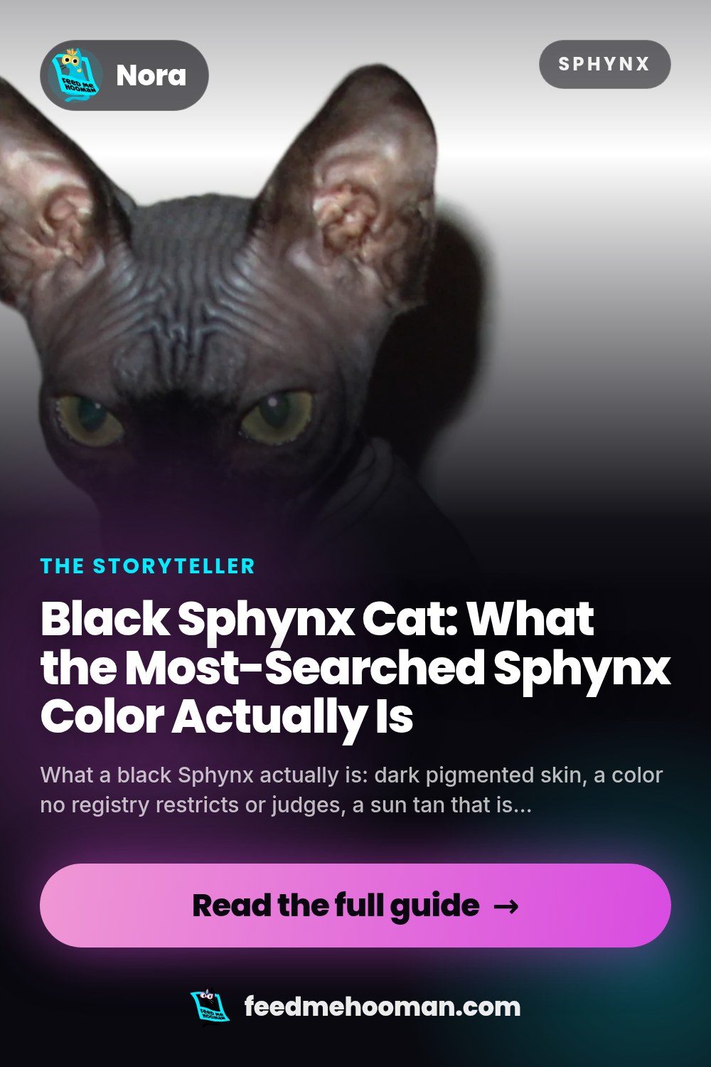 Black Sphynx Cat: What the Most-Searched Sphynx Color Actually Is