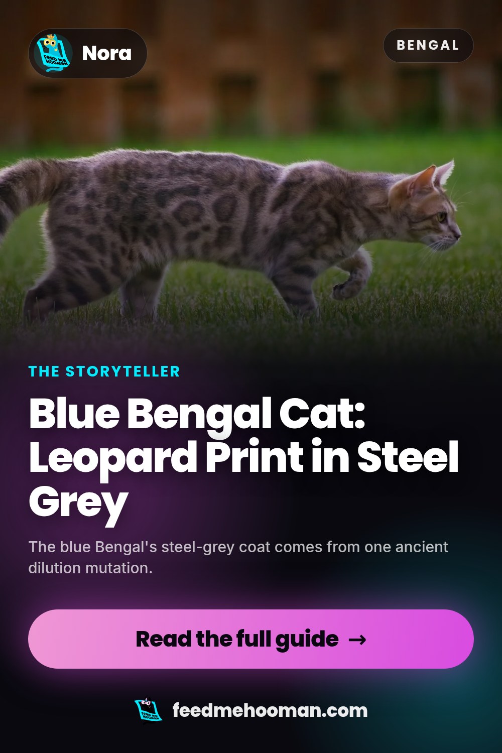 Blue Bengal Cat: Leopard Print in Steel Grey