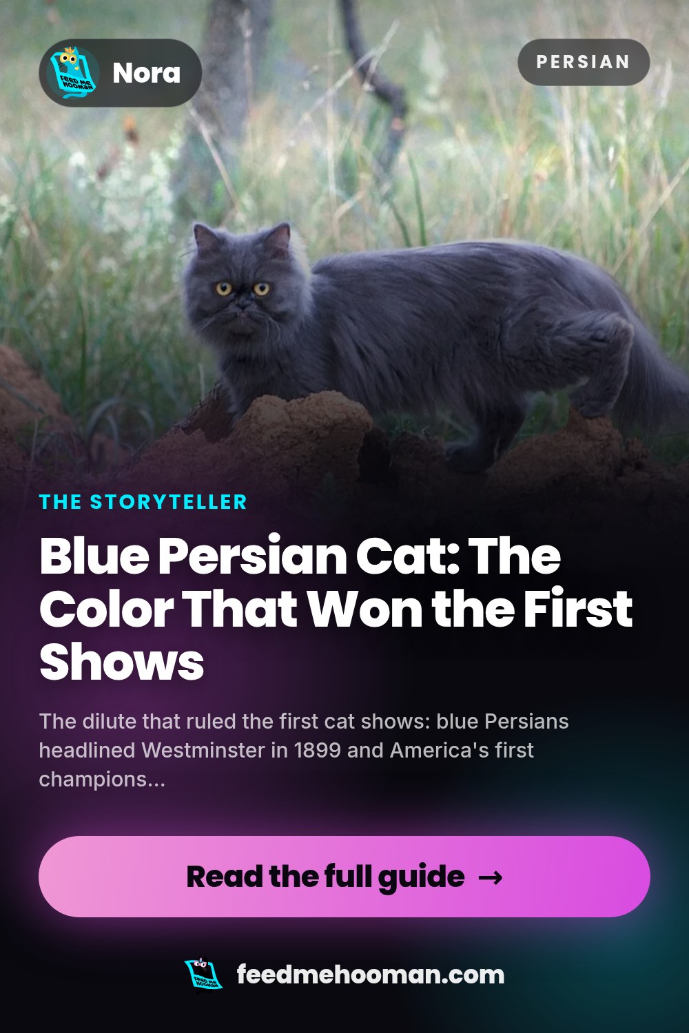 Blue Persian Cat: The Color That Won the First Shows