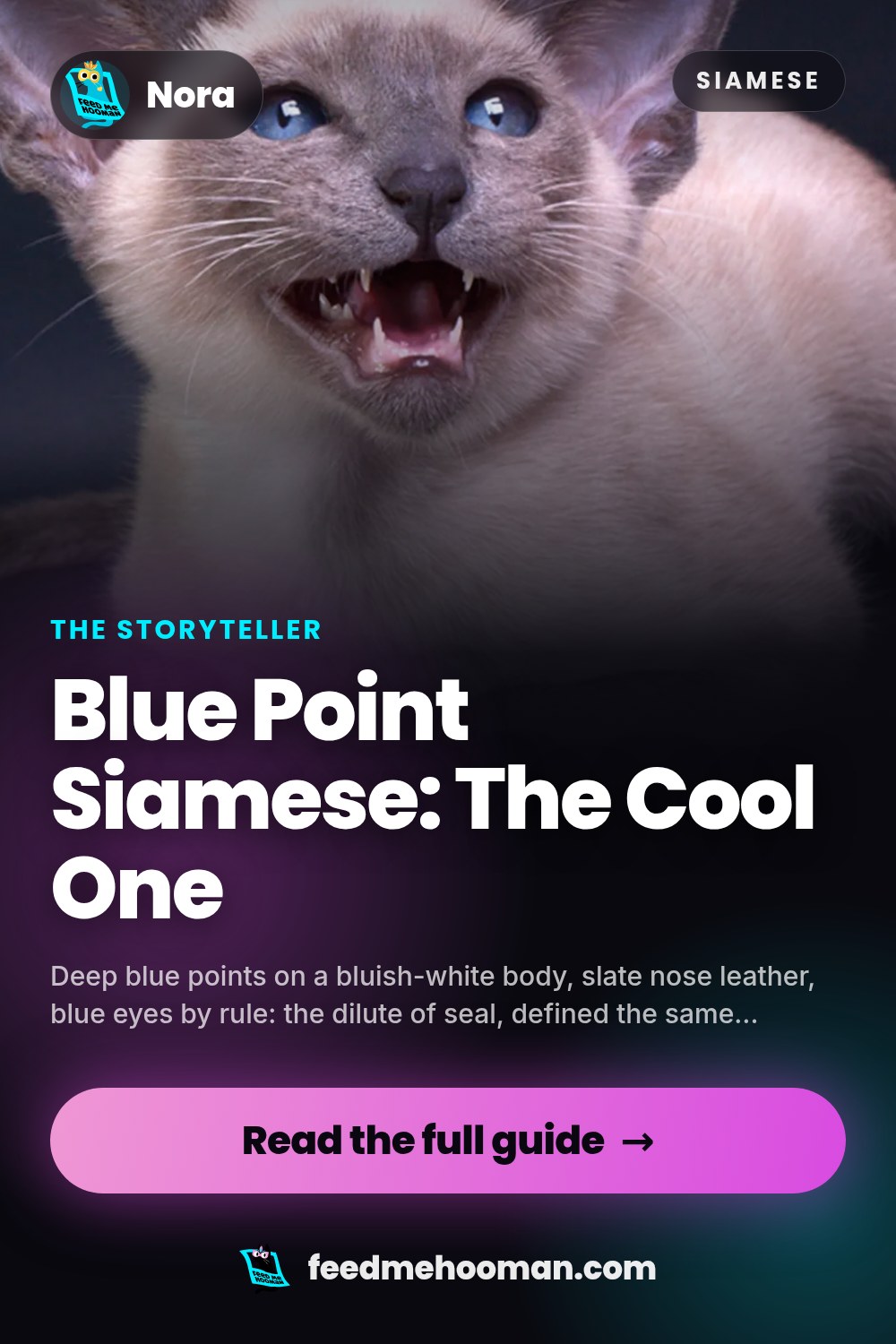Blue Point Siamese: The Cool One
