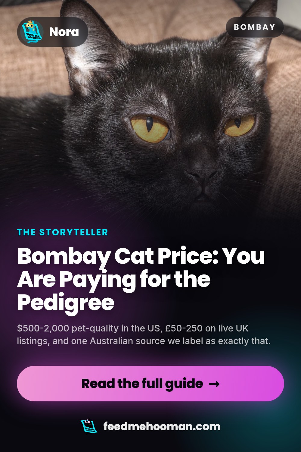 Bombay Cat Price: You Are Paying for the Pedigree
