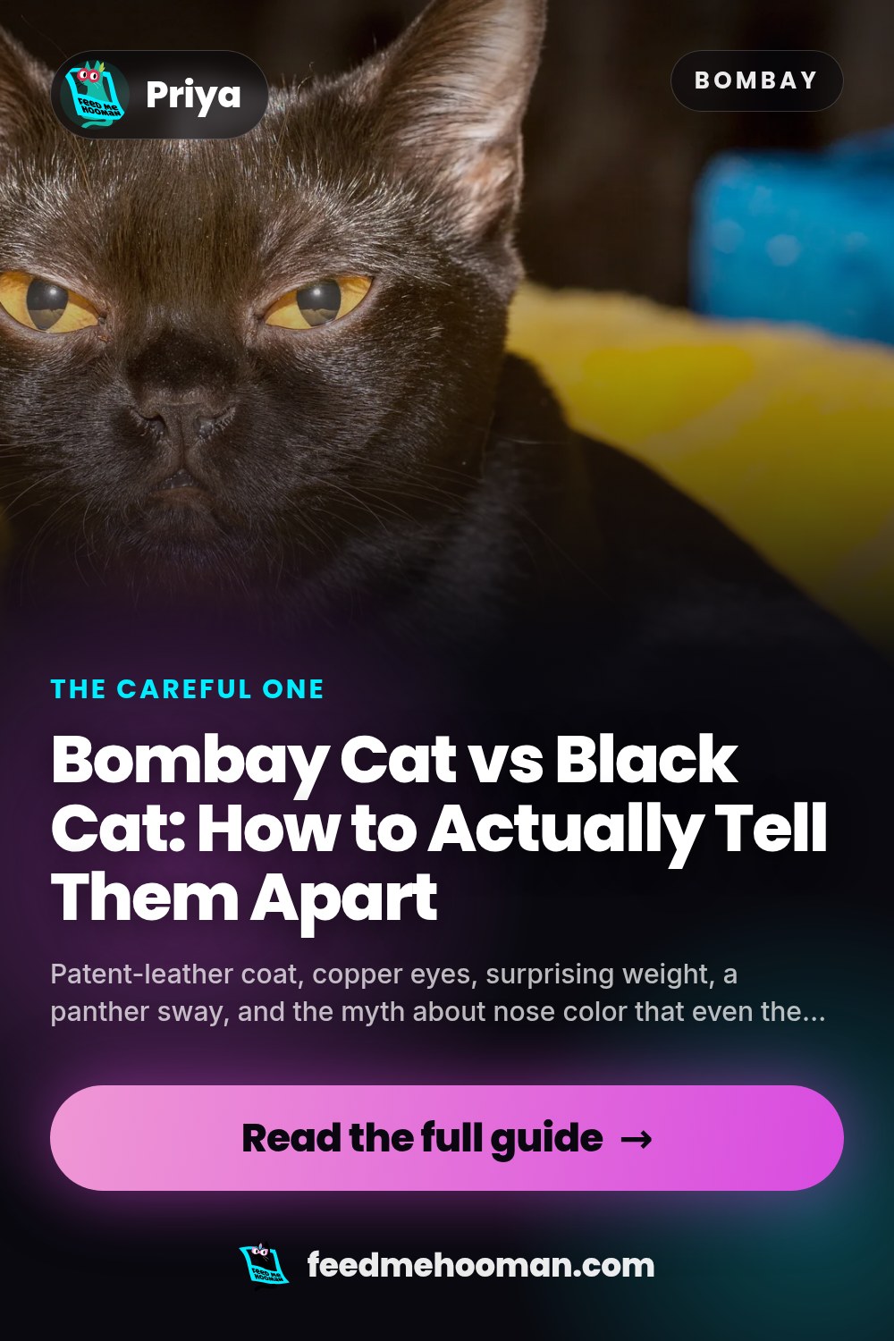 Bombay Cat vs Black Cat: How to Actually Tell Them Apart